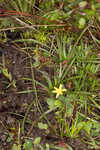 Fringed yellow star-grass